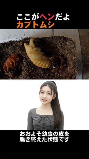【カブトムシ】物理的におかしい？幼虫からサナギになるまで