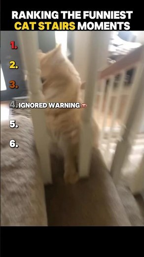 Ranking The Funniest Cat Stairs Moments