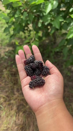 Mulberry Garden Update: Tips and Tricks for Success