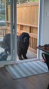 Trust Issues 🚪🐕‍🦺 . . . . . #BearTheBigNewfoundland #newfoundland #newfoundlandsofinstagram #newfie #dog #newfiesofinstagram #dogofinstgram #bear #floof #dogoftheday #dogsofnewbrunswick #explore #explorepage #newfieoftheday #newfieofinstagram #SmartHome | Newfoundland Lovers