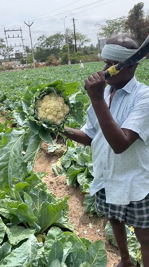 Cauliflower Farming 🥬 #farming | Country Food Cooking