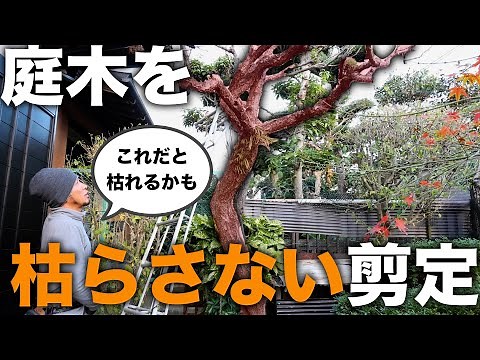 It's a tall tree, but here are some basics on how to cut it