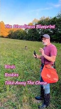 Birds, Brakes & Taking Away the Chase #birddog #uplandhunting #birddogs