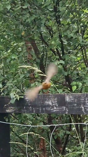 European Robin - English favourite bird