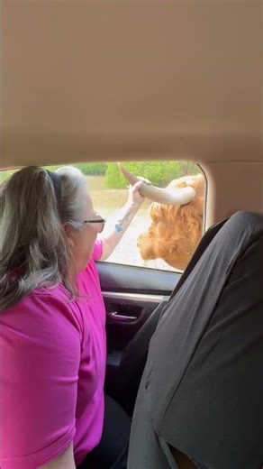 Tender Cow With a Long Tongue || ViralHog