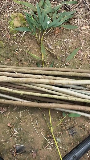 Crafting with Bamboo: Hands-On Nature Project