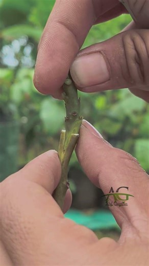 basic techniques for grafting avocado tree #avocadografting #satisfying #shorts