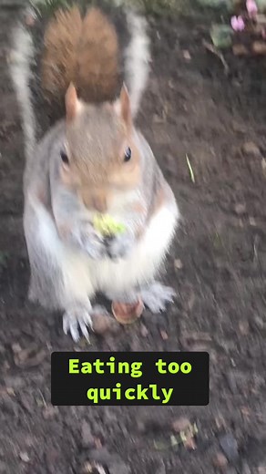 The one with squirrel noises #cute #funny #cutevideo #funnyvideo #cutesquirrels #funnysquirrels #cutewildlife #wildlife #nature