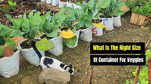 How to Choose the Right Pot Size for Growing Vegetables