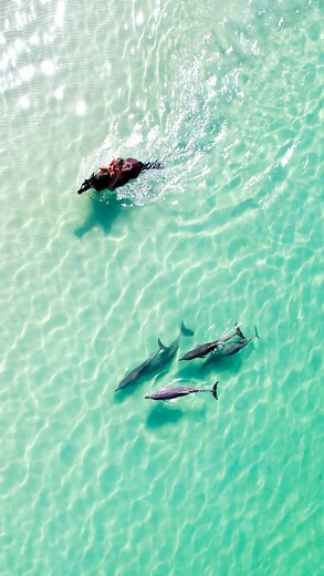 The sound of dolphins and horses swimming together would have to be my favourite 🩵🐎🐬 I always say horses are the the equivalent to dolphins on land what do you think? #betweentwoears #lifebetweentheears #betweenahorsesears #horsesofinstagram #dressage #horse #horses #equineworld #horseworld #naturalhorsemanship #horsesoftheday #equestriansport #dressur #dressagehorse #eventing #horselover #eventer #horsegirl #cavallo #dolphin #dressurpferd #caballo #paard #pferde #showjumping #equestrianvibes