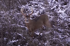 Watch: Hunter Stunned After Arrow Bounces Off Massive Buck