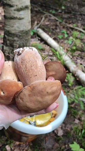 Exploring Edible Brown Mushrooms in the Forest
