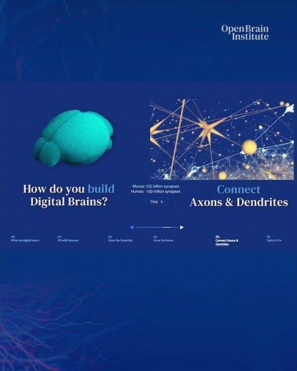 How to Build a Digital Brain Model? Step 4: Connect Axons and Dendrites