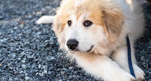 Great Pyrenees Temperament Traits and Personality