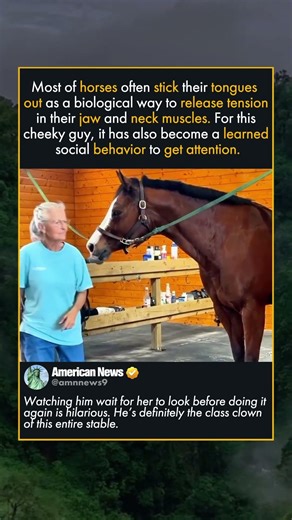 UNDERSTANDING HORSE BODY LANGUAGE