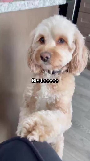 82K views · 1.8K reactions | Am I pretty？ 凉 #cutedog #cockapoo #fyp | Luna Cockapoo | Facebook