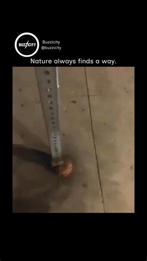 Buzzicity on Instagram: "The post features a 32-second time-lapse showing a young urban tree slowly growing around and enveloping a metal stop-sign post, creating a quiet visual metaphor for nature’s persistence and adaptability. Originally circulating on TikTok in 2022, the footage has resurfaced to draw renewed attention, amassing more than 1.9 million views and 100,000 likes within two days, in line with the account’s focus on recycling uplifting viral moments. Replies reflect on ecological r