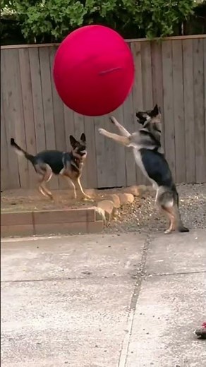Herding Ball vs Two German Shepherds 🖤 Too Big To Bite #shorts