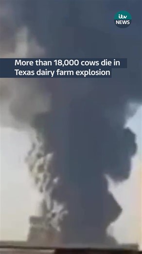 More than 18,000 cows die in Texas dairy farm explosion #itv #itvnews #texas #farmlife