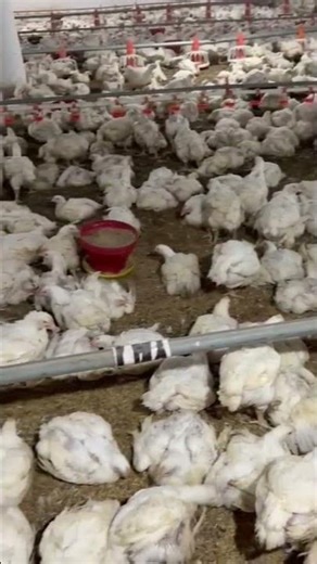 Poultry Farm Management Modern Chicken Rearing TechniquesBroiler Chicken Farm: Complete Guide & Tips