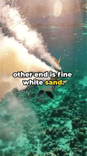 White Beach Sand Is Made by Fish, and You've Lied on It