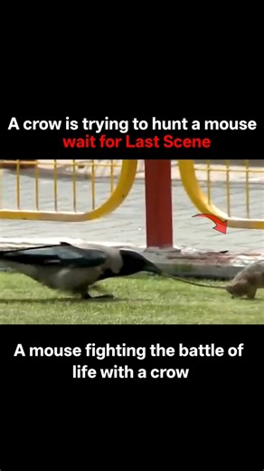 A fight between crow and rat ! #youtubeshorts #shorts #crow