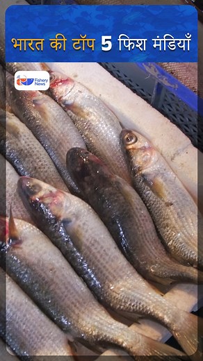 India’s Top 5 Biggest Fish Markets — Where Millions of Kilos Are Sold Daily! | Fishery News #FishMarketsIndia #SeafoodIndia #FisheryNews #AquaTrade #KolkataFishMarket #fisherynewstelugu | Fishery.News