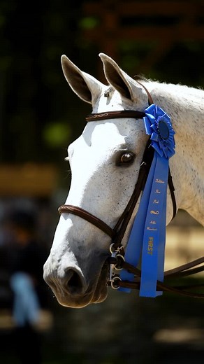Nothing better than a blue ribbon 🏆 | Folly Farm