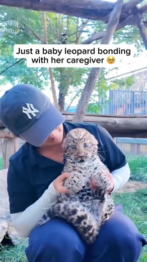 Baby leopards, often orphaned or rescued in the wild, form remarkably strong bonds with their caregivers during rehabilitation. These devoted humans provide everything the cubs need to thrive, from proper nourishment and medical care to essential social interaction, all within a safe and nurturing environment. This bond is vital for the cubs’ emotional and physical development, especially when they’re too young to survive on their own. With patience, consistency, and trust, caregivers help these