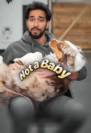 Effective Dog Training: Set Rules and Boundaries