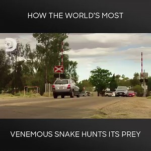 Witness the incredible journey of a venomous Australian brown snake as it's expertly captured and released back into its natural home, ensuring the safety of both the snake and the community. | Discovery Channel Australia