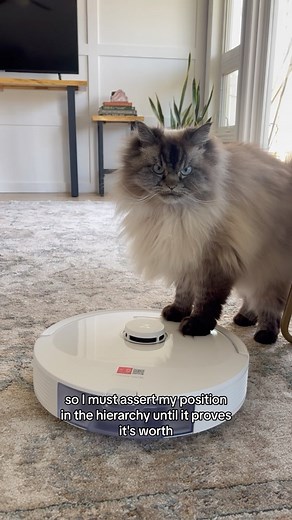 Merlin The Mad Ragdoll on Instagram: "My servant has wayyyy more time to tend to my needs now that she has the new Roborock Q8 Max+. Check out the link in my bio to get yours! 🧼 🧹 @roborockglobal #Roborock #Q8MaxPlus #RoborockPartner"