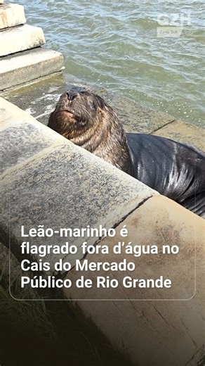 GZH Zona Sul on Instagram: "☀️ Um leão-marinho chamou a atenção de quem circulava pelo Cais do Mercado Público de Rio Grande na manhã desta quarta-feira (7). O animal apareceu fora da Lagoa dos Patos, sobre a calçada, por volta das 7h15min, em uma área movimentada ao lado da hidroviária. Assim que a situação foi identificada, o Centro de Recuperação de Animais Marinhos da Universidade Federal do Rio Grande (Cram/Furg) foi acionado. A equipe realizou a condução segura do animal para uma área mais