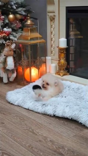 Mini Bearface Cream Pomeranian Female | 12 Weeks Old |
