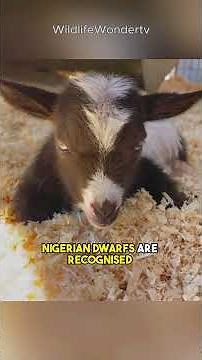 Top 3 Mini Goat Breeds You’ll Love! 🐐 #goats #minigoats