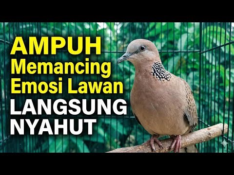 2 DETIK AJA, PERKUTUT LOKAL GACOR 100% EMOSI LANGSUNG NYAUT DENGAR PANCINGAN KUTUT LOKAL GACOR GAYER