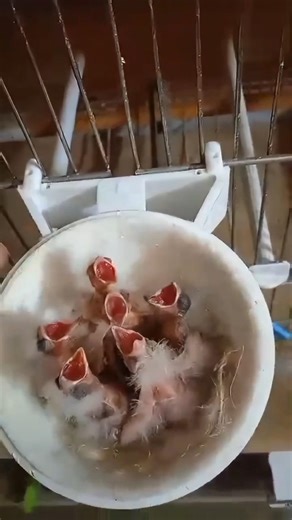 Six Spanish Timbrado Canary chicks from a fellow enthusiast in Cadiz