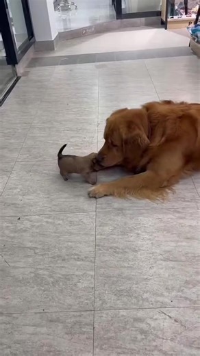 Hilarious Bully Dogs in Action