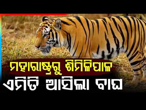 ଶିମିଳିପାଳ ଇତିହାସରେ ପ୍ରଥମ | Historic Journey: Tiger Travels 1,500km to Reach Similipal Reserve