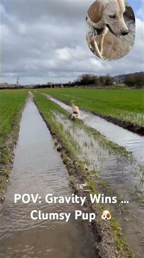 POV: Why does my Dog fall over like this 😭🐶