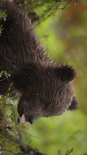 Gamander López on Instagram: "Four wonderful days 🐻❤️⁣ ⁣ Music: Cover of „Can‘t help falling in Love“- Elvis Presley” by talented @minbriel also @minbriel on YouTube. 🙏⁣ ⁣ In June I joined @oliver_goetzl crew in Finland to film wildlife for his ongoing film project for the German television. And the day I arrived we headed straight to a hide in the forest. Since it doesn’t get dark up north we had some sleepless days and nights filming and witnessing wonderful moments with the be