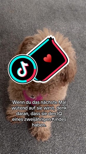 Understanding Your Maltipoo's Intelligence