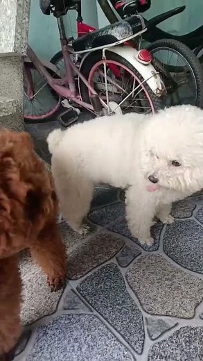 Two male dogs love each other