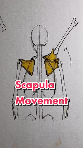 Scapula movement — from lesson 9 — study from point character drawing by taco1704 on instagram #howtodraw #drawingtutorial #drawingchallenge #anatomy #anatomydrawing #anatomylesson #howtodrawanatomy