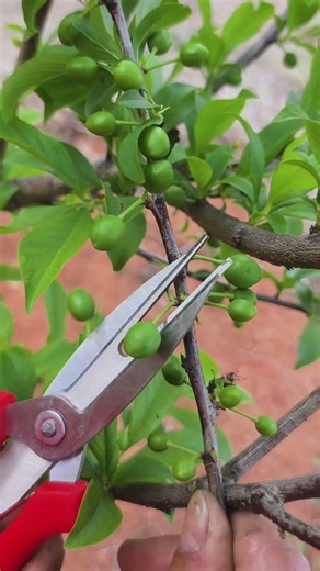 Tree Fruit Pruning Tool #tools #fruit #shorts