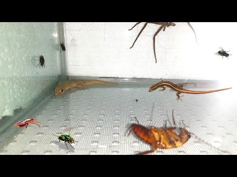 Lizard vs cockroach. Cockroach vs spider vs fly#insects #cockroach #spider