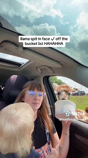 Alpaca Spits on Visitor at Zoo