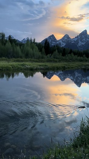 Beautiful Grand Teton Nature: Beaver with Aura