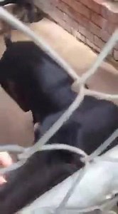 Did you know? Many greyhounds have the most endearing trait called chompies / nitting / chattering or snorfling! They do this when they are happy or excited. They are said to literally be vibrating with excitement! How special is that? Here is the beautiful Basil displaying his chomping / chattering skills at our kennels. He has waited for such a long time for a home - are you his family? He will chatter with you daily! Who wouldn't love him? If you want a chattering, vibrating with happiness gr