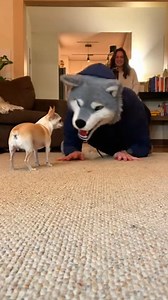 Dog vs Fake Wolf Mask — Big Mistake 😂🐱 #funny #prank #dog | Adalyn Pro